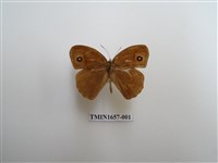 藏品(小眉眼蝶)的圖片